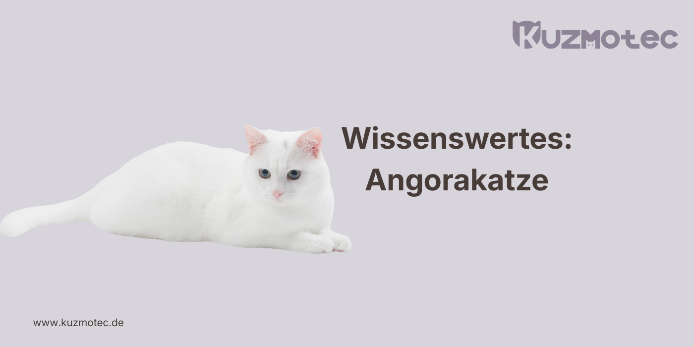 Angorakatze