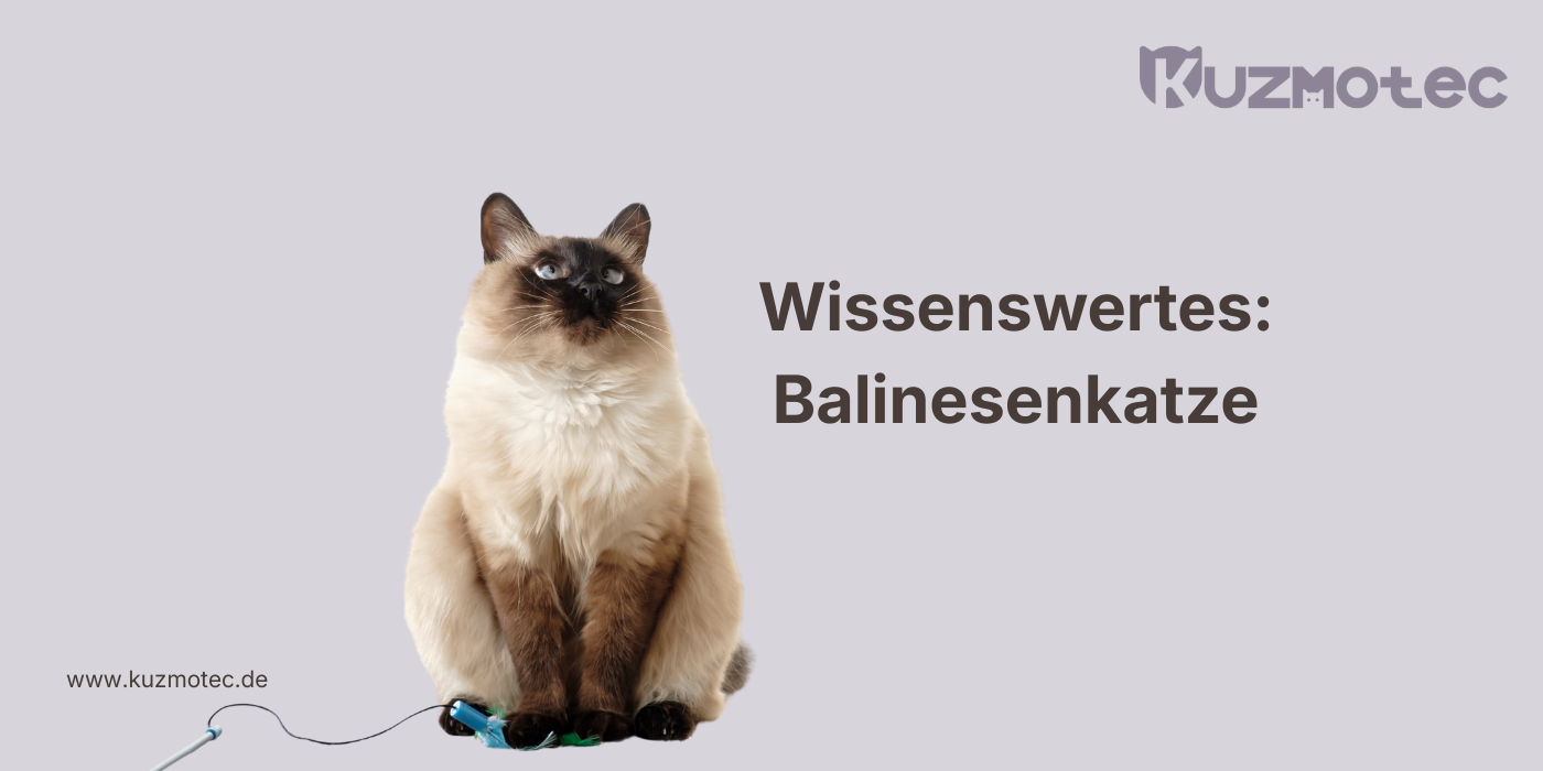 Balinesenkatze