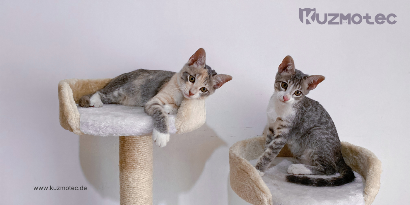 Haustiere in der Mietwohnung