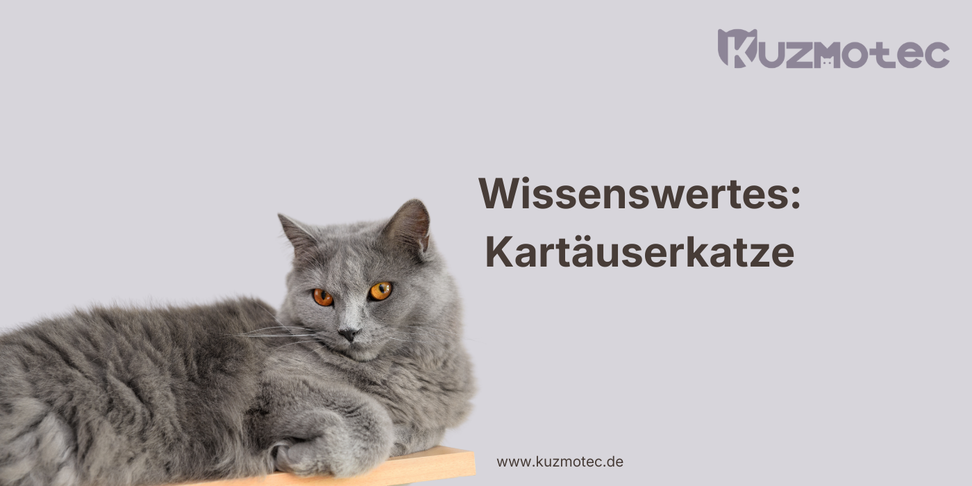 Kartäuserkatze