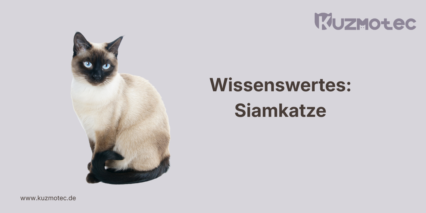 Siamkatze