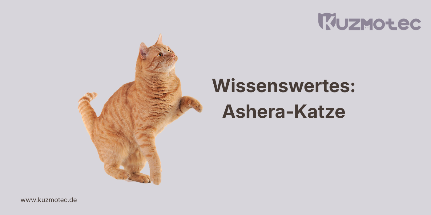 Ashera-Katze