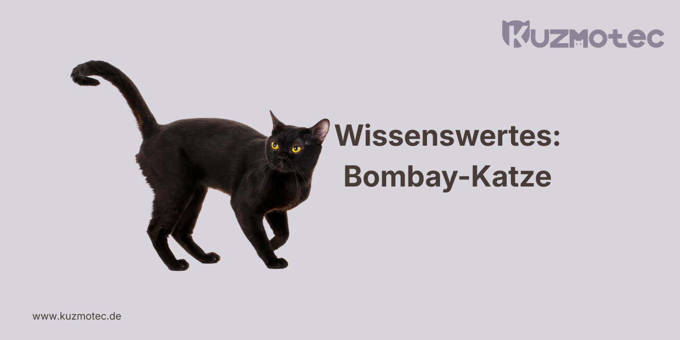 Bombay-Katze