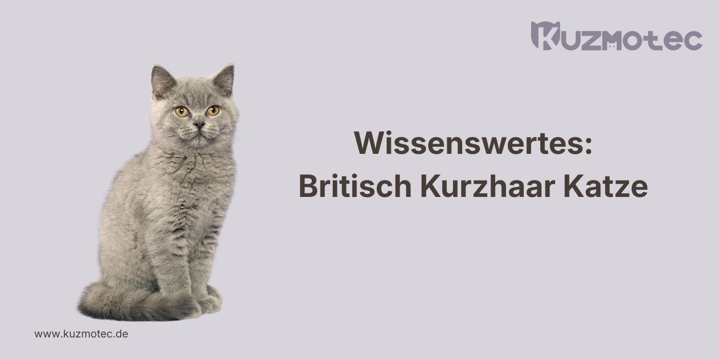 Britisch Kurzhaar Katze
