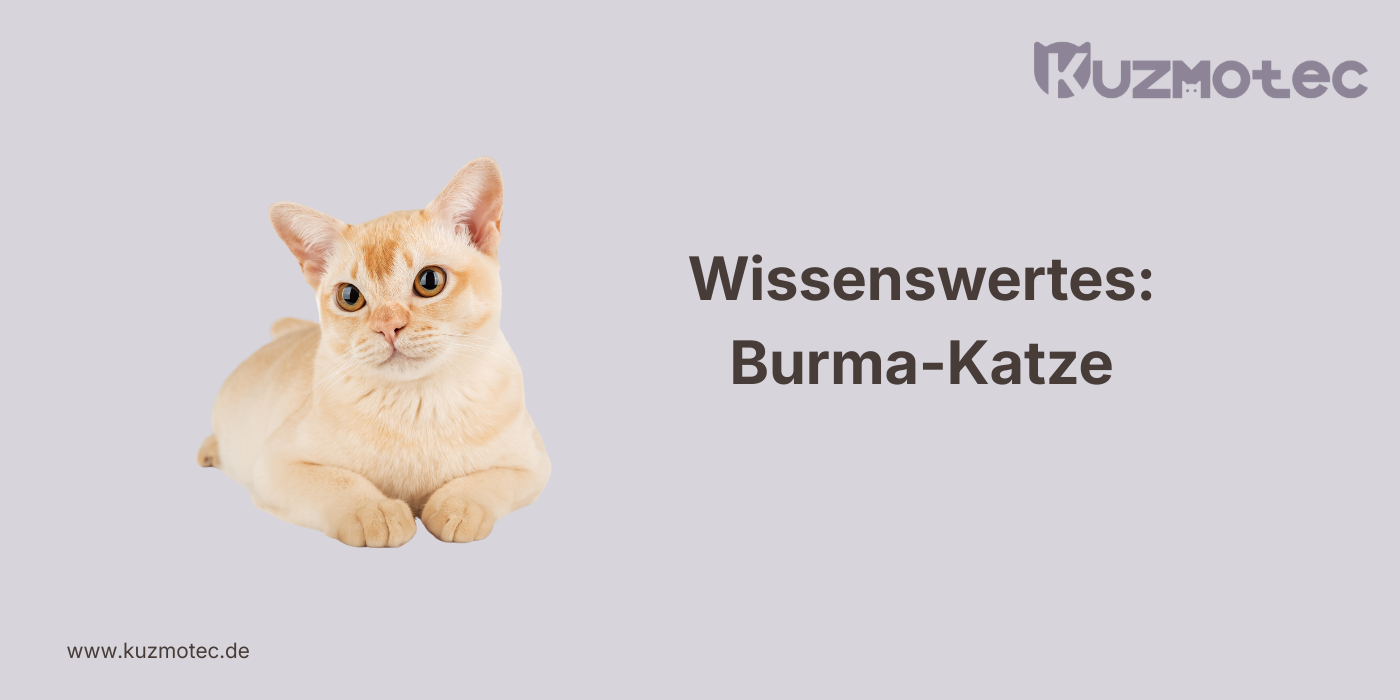 Burma-Katze
