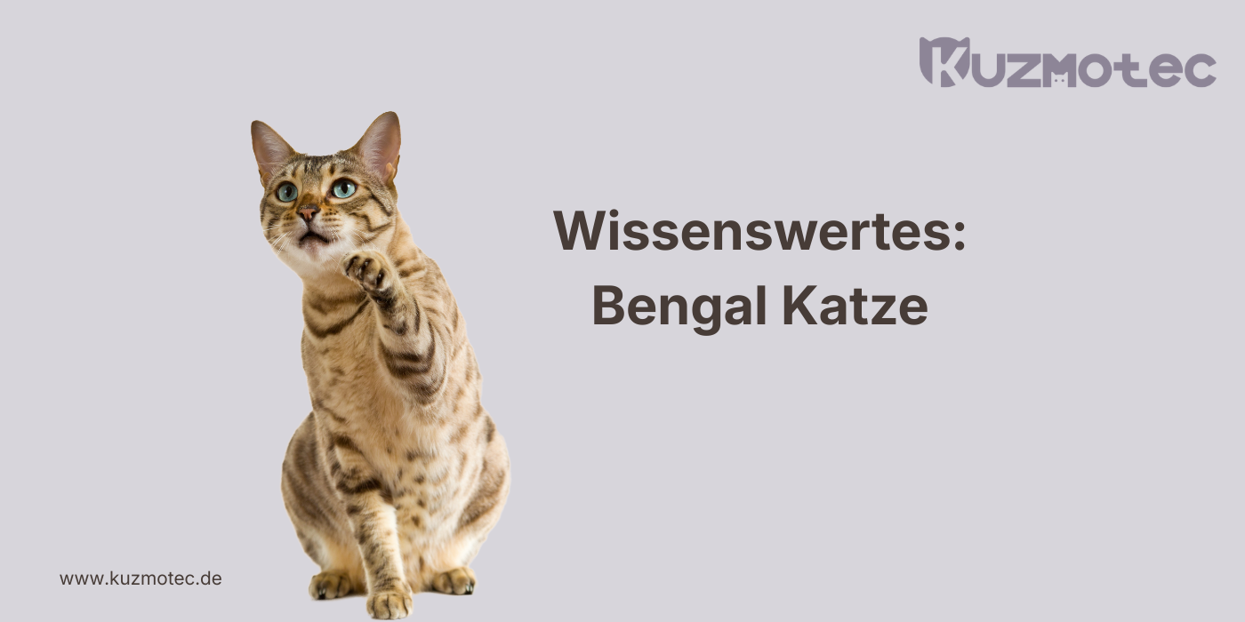 Bengal Katze