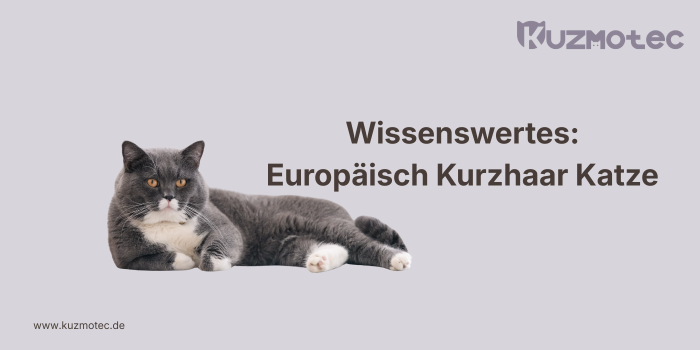 Europäisch Kurzhaar Katze