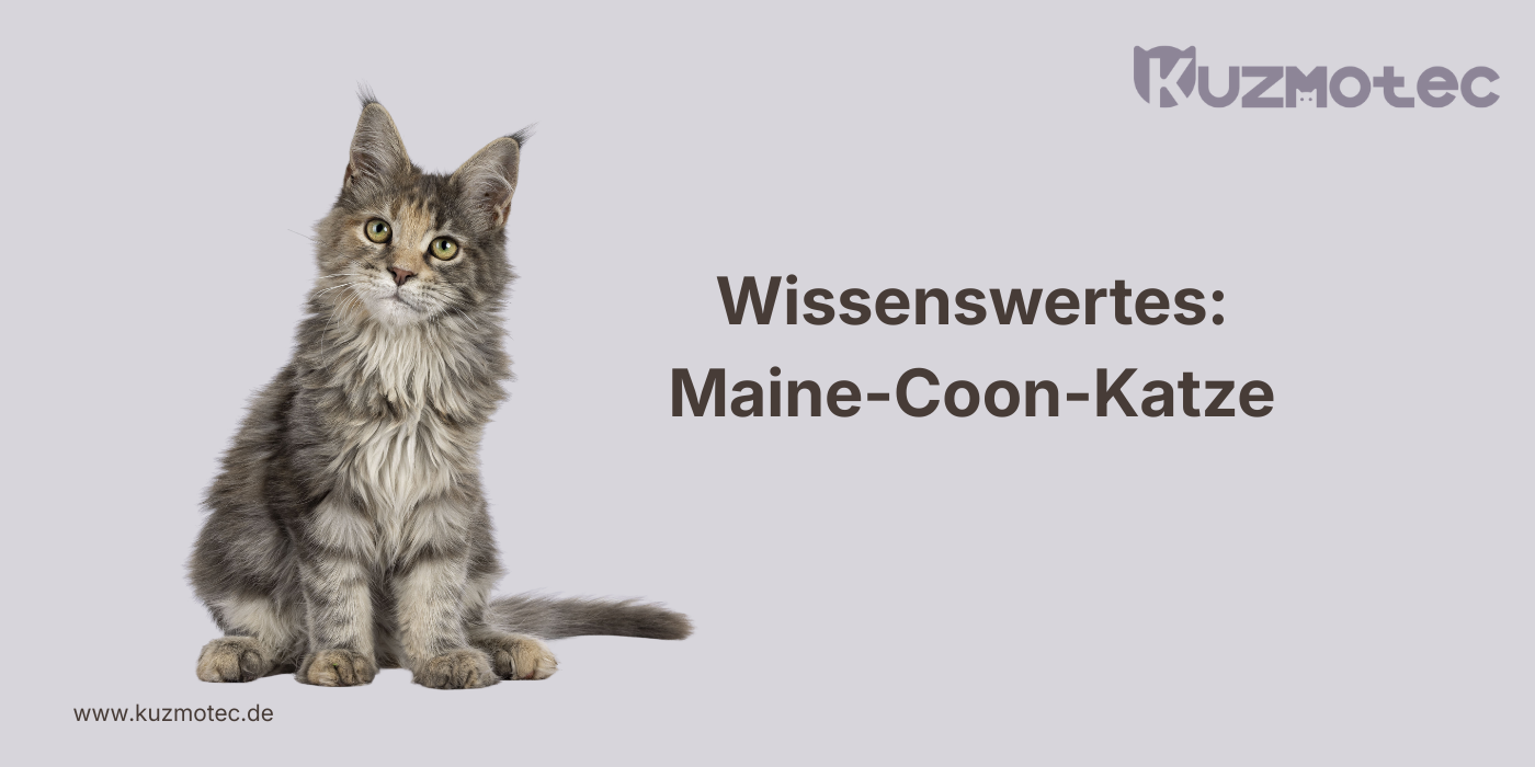 Maine-Coon-Katze