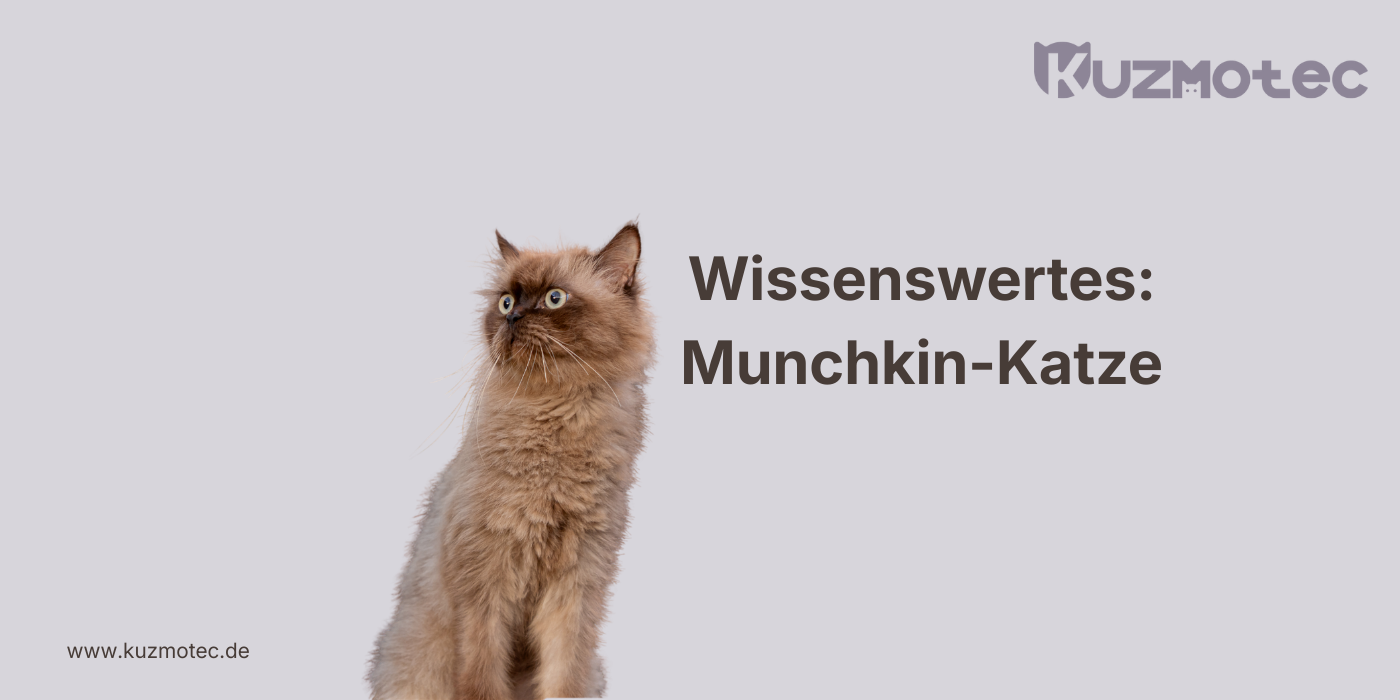 Munchkin-Katze
