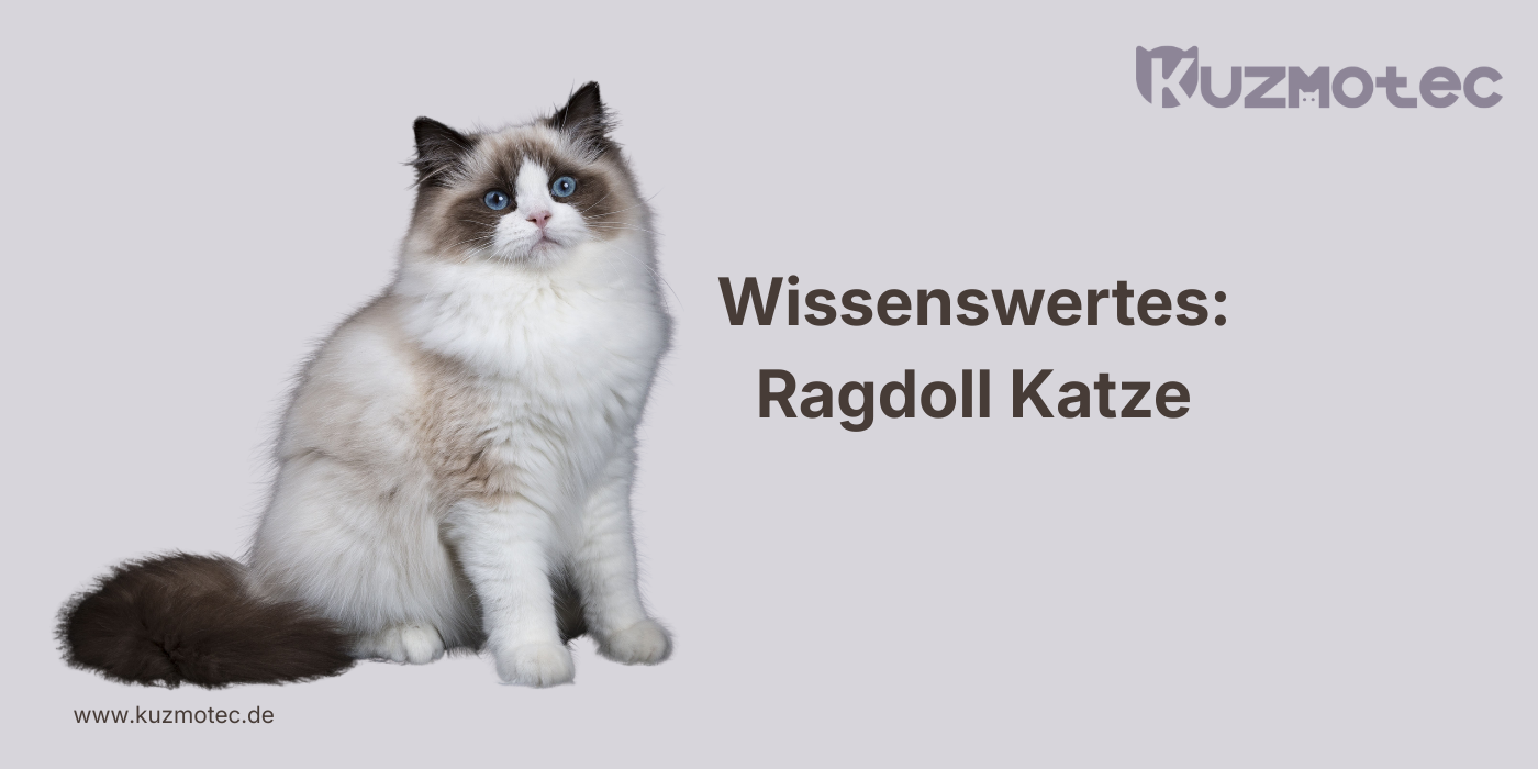 Ragdoll Katze