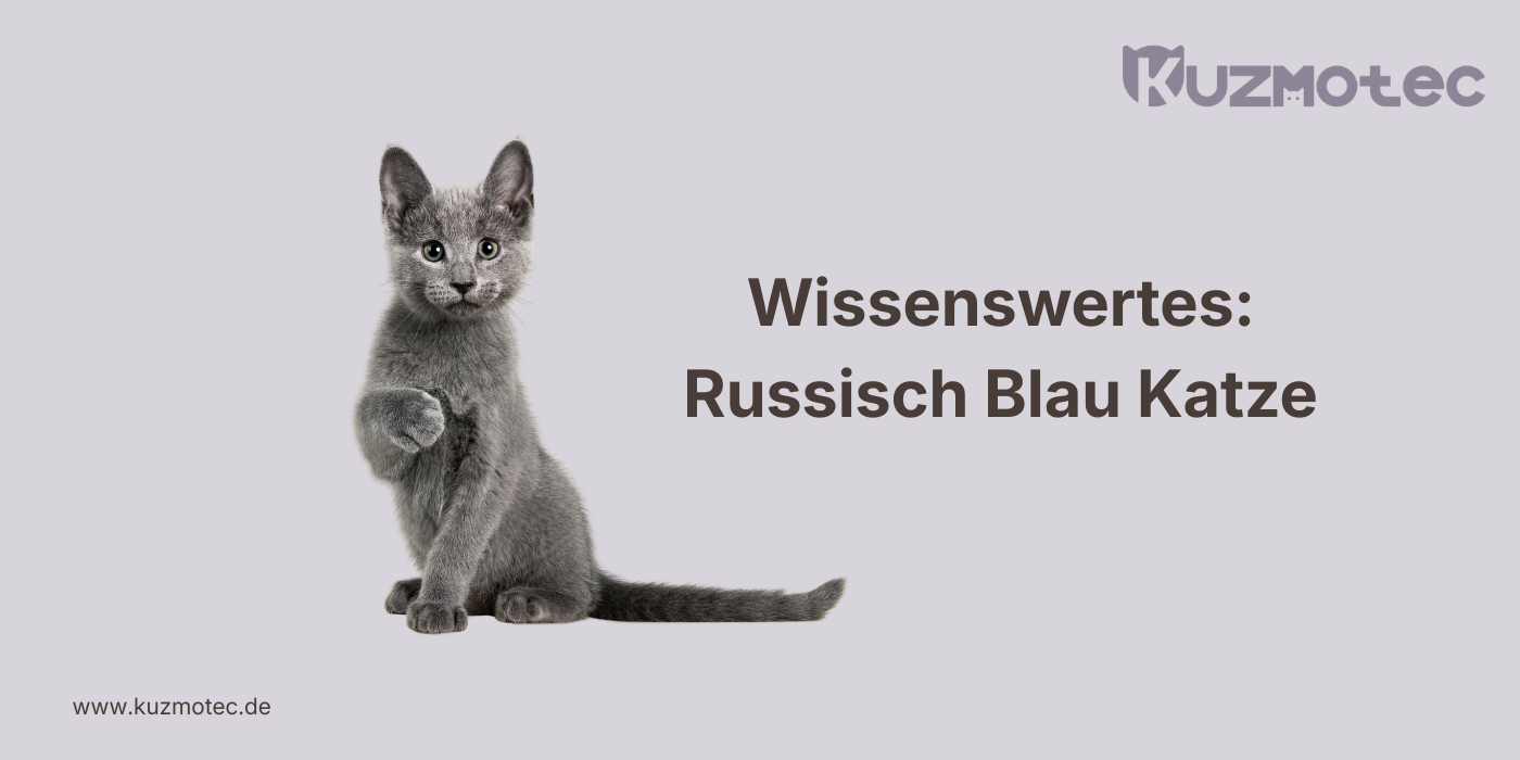 Russisch Blau Katze