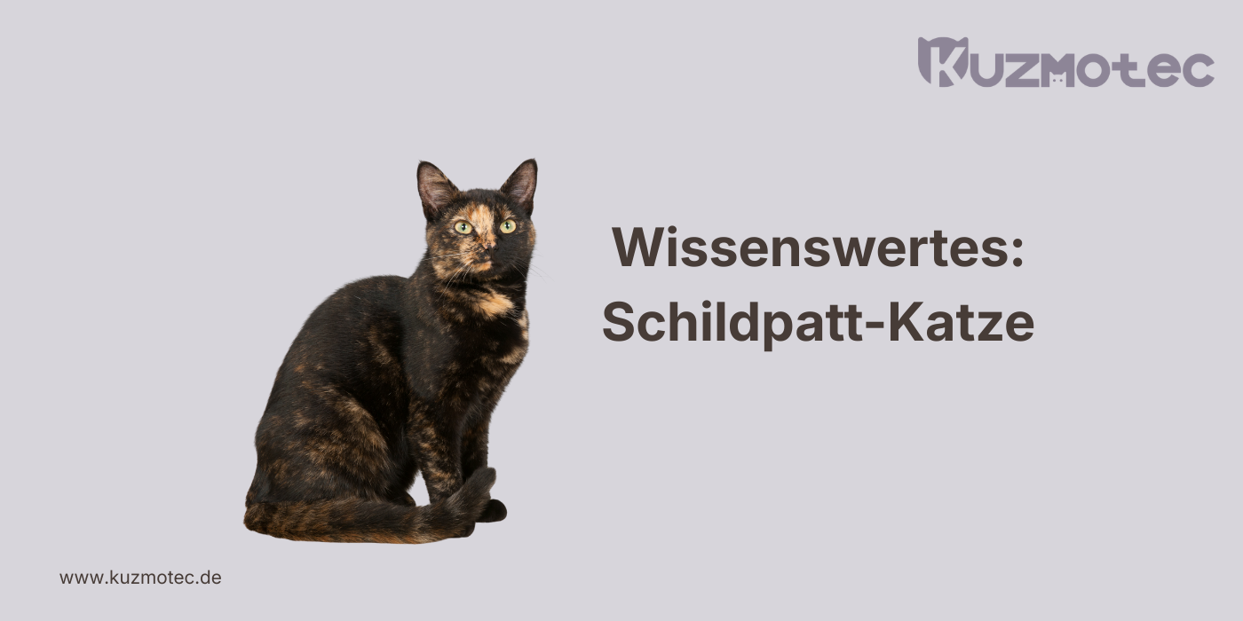 Schildpatt-Katze