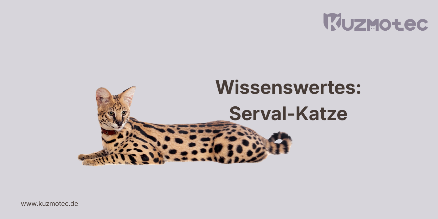 Serval-Katze