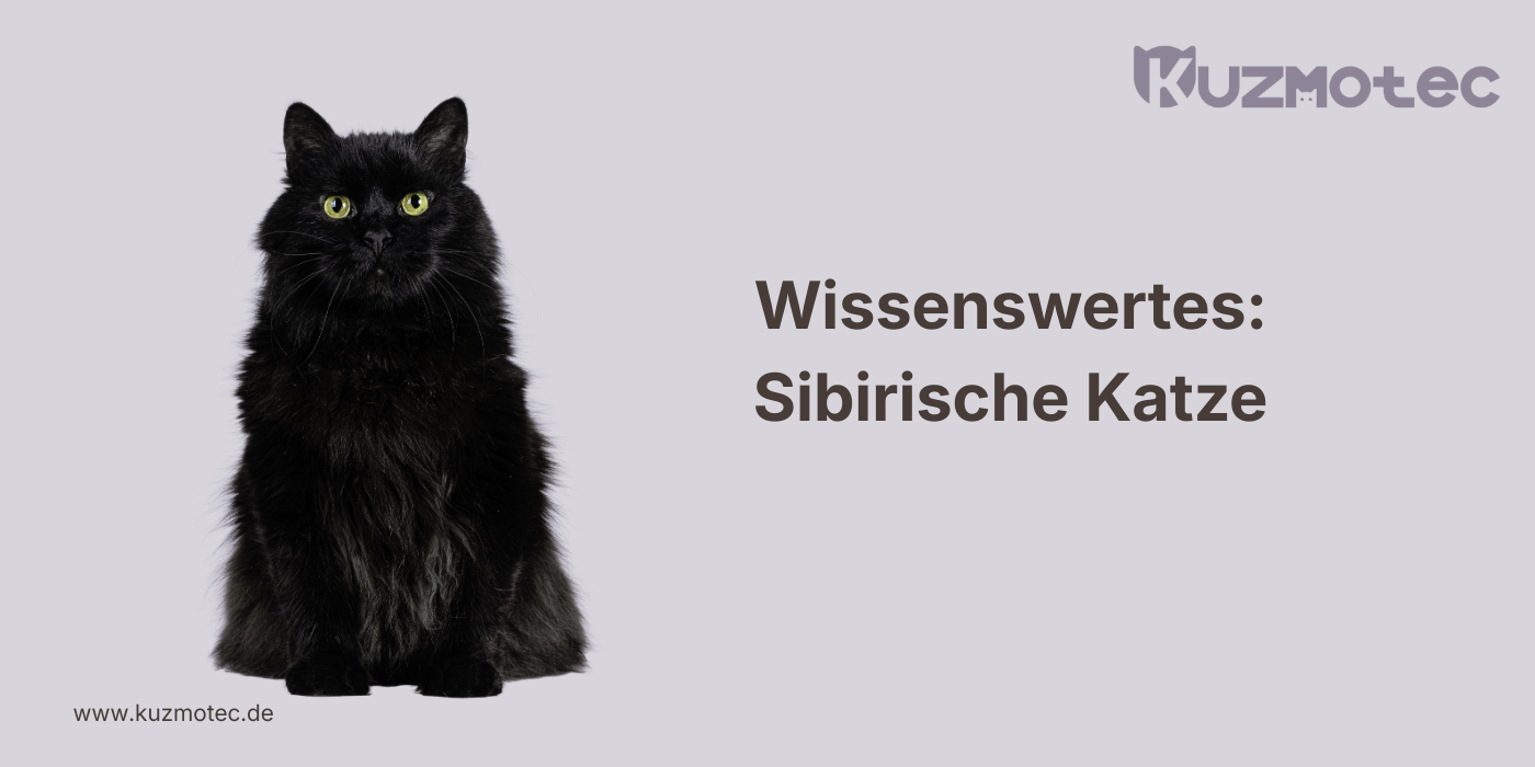 Sibirische Katze