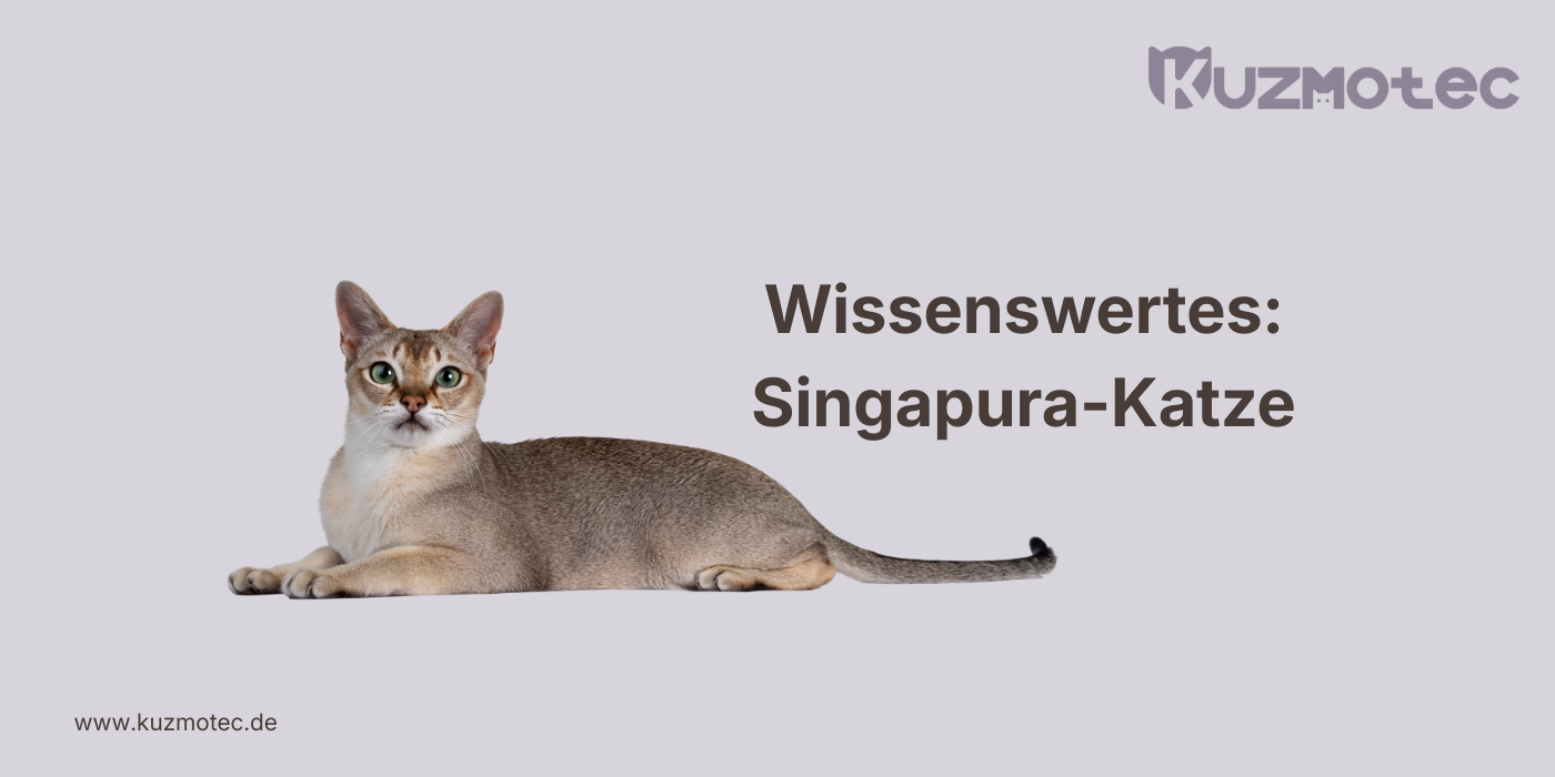 Singapura-Katze