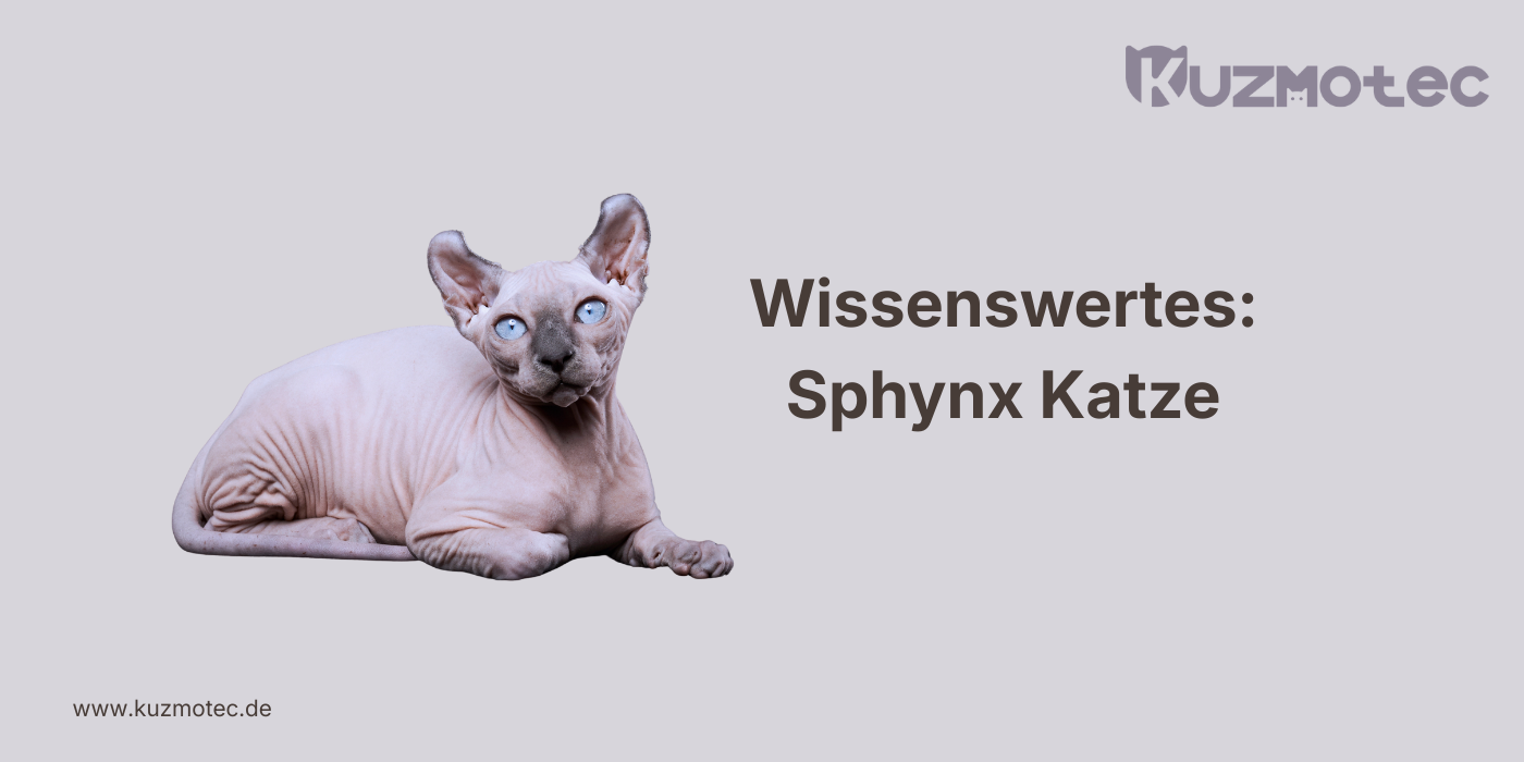 Sphynx Katze